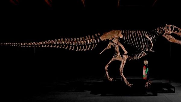【T-Rex「ガス」、恐竜骨格標本の史上最高額で落札】 - Sputnik 日本