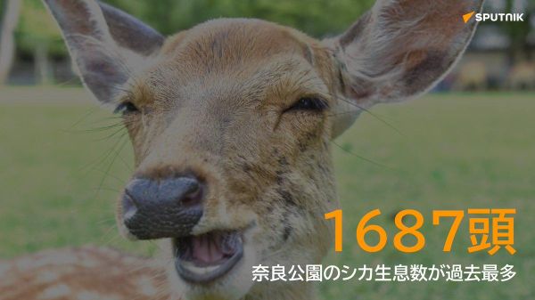 【奈良のシカ、過去最多の1687頭 過密状態】 - Sputnik 日本