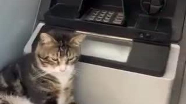【トルコの厳しすぎるATM警備 容赦ない猫パンチ】 - Sputnik 日本