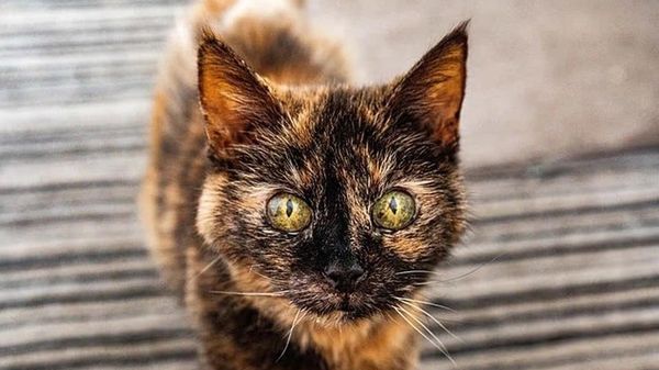 【人間なら146歳 31歳の猫が世界最高齢候補に】 - Sputnik 日本