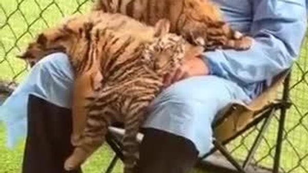 【中国の動物園で職員がトラの赤ちゃんと寝落ち】 - Sputnik 日本