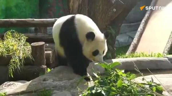 【モスクワ動物園のパンダ・カチューシャ、両親の誕生日祝いで主役に】 - Sputnik 日本
