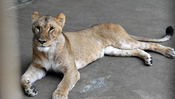 【1週間でライオン3頭死ぬ 猛暑原因か】 - Sputnik 日本