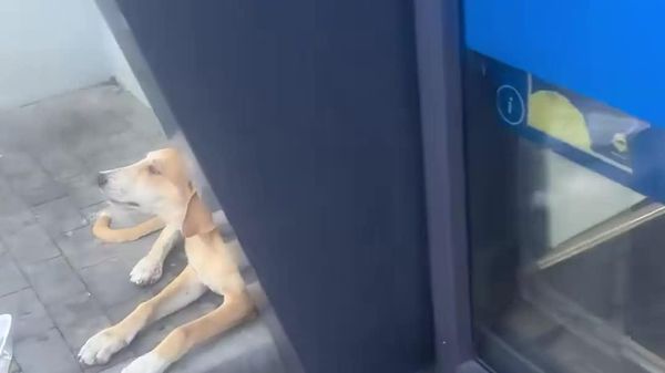【「犬が落ちてる？」 猛暑のシチリアで犬たちがスーパーに避難】 - Sputnik 日本