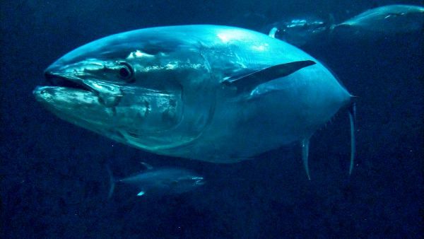 【クロマグロ国際交渉妥結 漁獲枠拡大で消費者に恩恵】 - Sputnik 日本