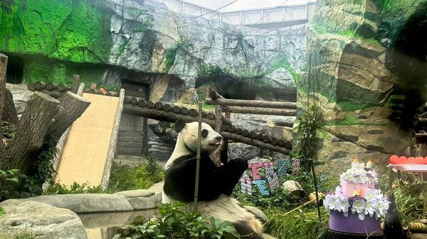 【3歳になったパンダ「カチューシャ」に竹のケーキ モスクワ動物園】 - Sputnik 日本