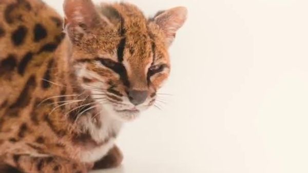 【ネコ科の野生動物の新種が見つかる 100年ぶり】 この新種には「Leopardus tilcayo」という学名がつけられた。アンデス山脈とアマゾンを結ぶボリビアのユンガス地方の森に生息している。イエネコより小さく、斑点模様と丸みを帯びた耳が特徴。 - Sputnik 日本