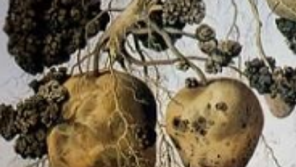 【生ジャガイモの輸入解禁めぐり米が手続き加速を要求、国内では害虫の侵入に懸念も】 - Sputnik 日本