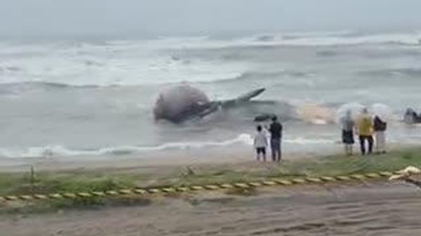 【クジラの死体、台風で撤去できず 近づくと危険】 - Sputnik 日本