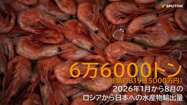 【2026年の水産物輸出 ロシア産スケトウダラなどの日本向け輸出拡大】 - Sputnik 日本