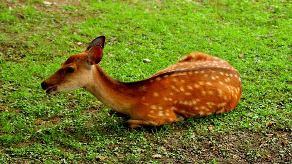 【奈良公園、体の一部が欠損した子鹿4体見つかる 人為的なら何の罪で裁かれる？】 - Sputnik 日本