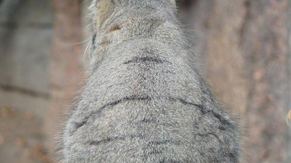 【モスクワ動物園のマヌルネコ、冬ごもりの準備始める】 - Sputnik 日本
