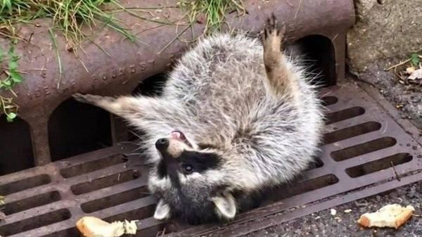 【ボディ・ポジティブのアライグマが排水溝にはまって身動きできず救助、米イリノイ州】 - Sputnik 日本