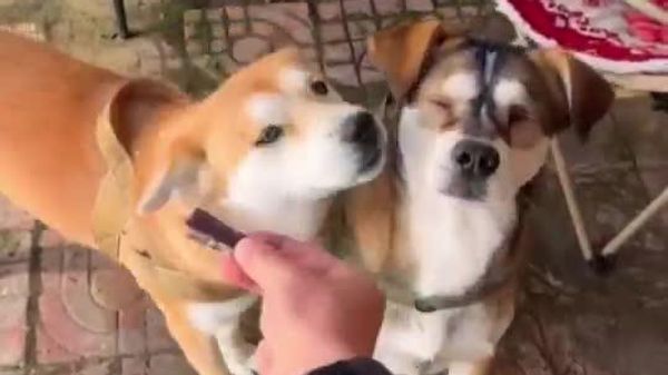 【犬には仲間を気遣う力がある？】 - Sputnik 日本