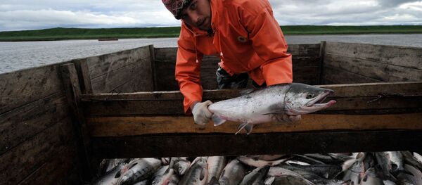 ロシア　ついに流し網漁をタブーに - Sputnik 日本