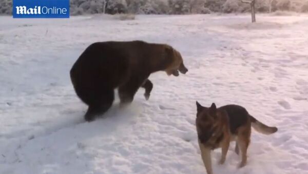 犬と遊ぶクマがYouTubeのヒーローに - Sputnik 日本
