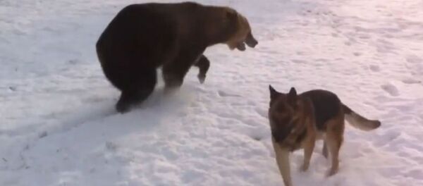犬と遊ぶクマがYouTubeのヒーローに 犬と遊ぶクマがYouTubeのヒーローに - Sputnik 日本