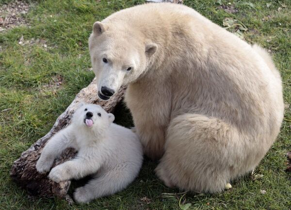 フランス、アンチベのマリネランド動物公園で、シロクマと小熊 - Sputnik 日本