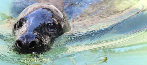 オットセイ オットセイ - Sputnik 日本