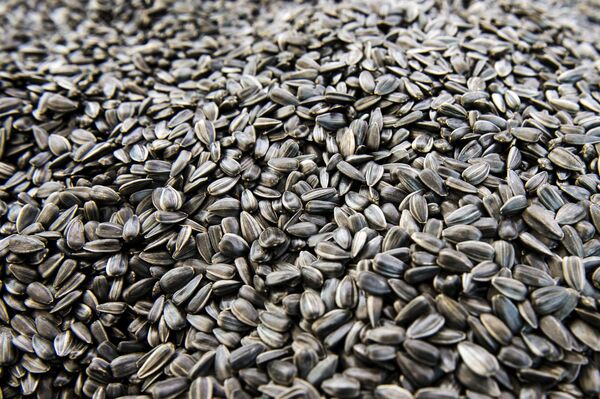 ひまわりの種 ひまわりの種 - Sputnik 日本