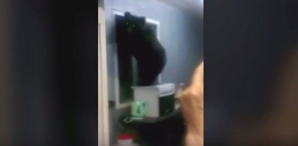 カムチャツカ、泥棒クマがおいしい夕食後、換気窓から逃げる - Sputnik 日本