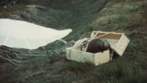 米アイダホ　増えすぎたビーバーにパラシュートをつけ遠隔地に投下 - Sputnik 日本