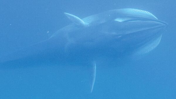 海洋学者　希少なクジラの撮影に成功 - Sputnik 日本