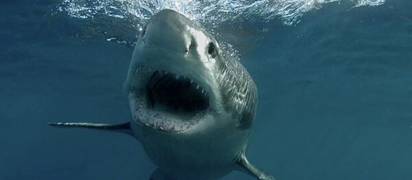 サメ サメ - Sputnik 日本