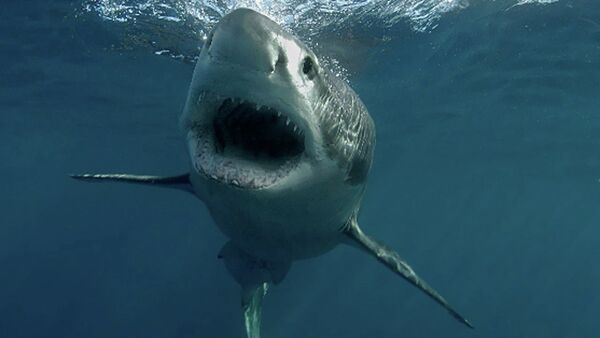 ダイバーとサメの戦いがビデオに収められる - Sputnik 日本