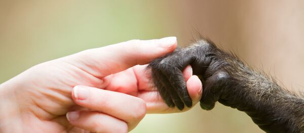 ロシアの学者ら、猿を火星に打ち上げる用意を進める ロシアの学者ら、猿を火星に打ち上げる用意を進める - Sputnik 日本