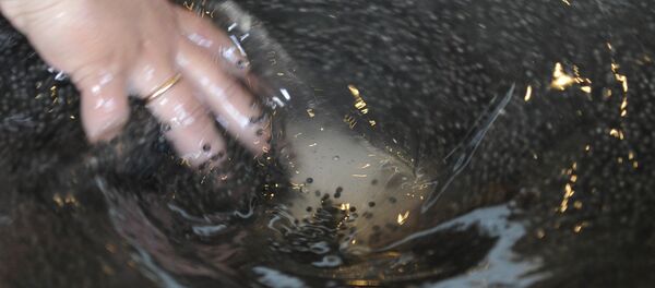 ハバロフスク郊外で霊柩車からキャビアの入った棺が見つかる ハバロフスク郊外で霊柩車からキャビアの入った棺が見つかる - Sputnik 日本