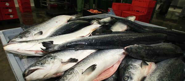 ロシア流し網漁禁止で日本が蒙る損害額は… ロシア流し網漁禁止で日本が蒙る損害額は… - Sputnik 日本