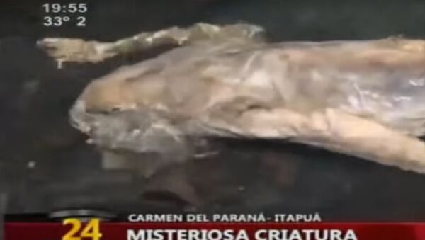 南米パラグアイで「未知の動物」の死体見つかる - Sputnik 日本
