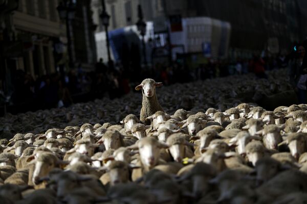 マドリード中心部を羊の群れが行く - Sputnik 日本