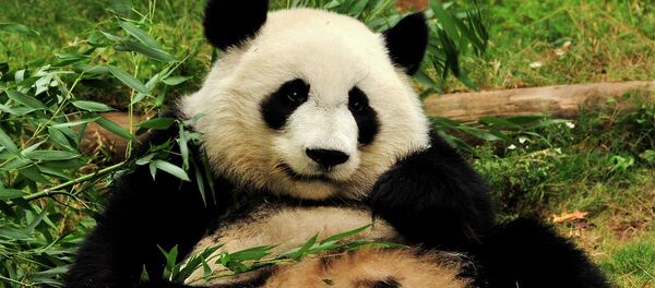 パンダ語で「おなかがすいた」は「ジ、ジ」 パンダ語で「おなかがすいた」は「ジ、ジ」 - Sputnik 日本