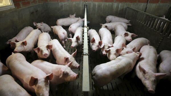 ヒトのすい臓を豚の体内で培養、カリフォルニア大学が実験へ - Sputnik 日本