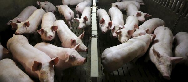 フィンランド当局、ムスリム難民を養豚施設に収容 フィンランド当局、ムスリム難民を養豚施設に収容 - Sputnik 日本