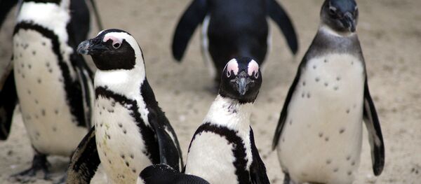 それっ、に~げろ~、ペンギンが集団脱走 それっ、に~げろ~、ペンギンが集団脱走 - Sputnik 日本