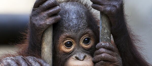 資料写真 - Sputnik 日本