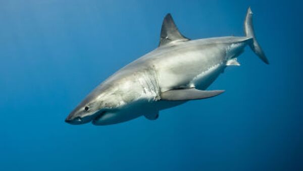 サメを素手で引き上げようと試みた釣り人の結末は【動画】 - Sputnik 日本