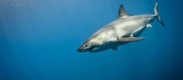 獰猛なメスのサメがオスなしで出産 獰猛なメスのサメがオスなしで出産 - Sputnik 日本