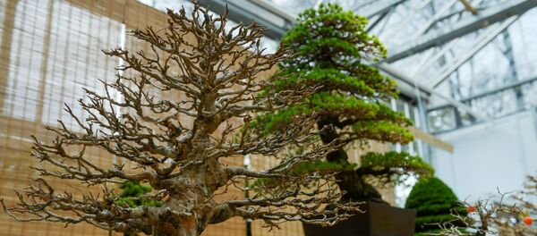モスクワ大学薬草園で日本の盆栽展が人気 - Sputnik 日本