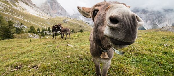 ロバ ロバ - Sputnik 日本