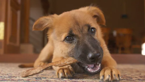 ジャーマン・シェパードの子犬 - Sputnik 日本
