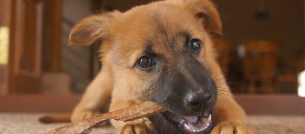 ジャーマン・シェパードの子犬 ジャーマン・シェパードの子犬 - Sputnik 日本