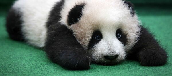 バスケットボールのゴールにはまったパンダの子供がかわいすぎる！【動画】 - Sputnik 日本