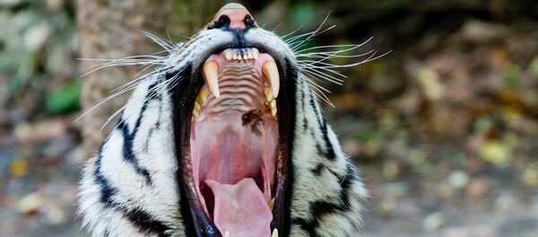 トラ - Sputnik 日本