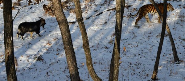 元餌のヤギと仲良くなったトラ 元餌のヤギと仲良くなったトラ - Sputnik 日本