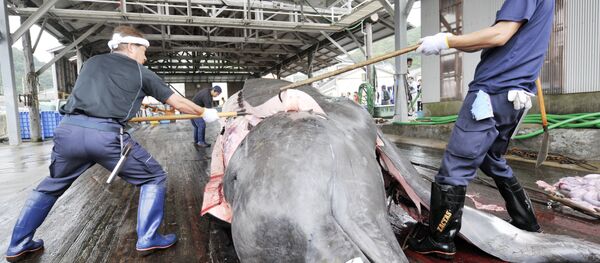 クジラをめぐる苦難：日本は孤立しているのか？ - Sputnik 日本