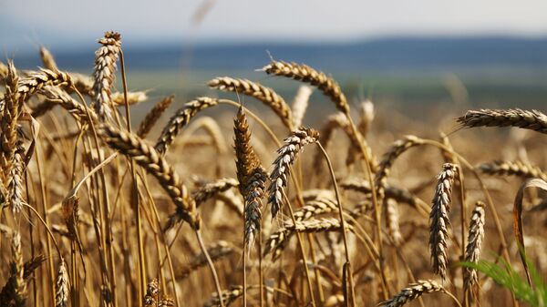 米農務省　今年ロシアが小麦輸出量で世界一になると予測 - Sputnik 日本